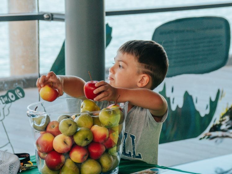 Image of A young boy reaches into a clear glass bowl filled with red and green apples, holding two apples in his hands, whilst sitting at a table indoors near large windows.