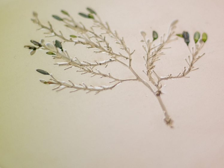 Image of A botanical impression of a delicate leafy branch with small green leaves is pressed into a round piece of pale clay, displayed on a surface with printed text in the background.