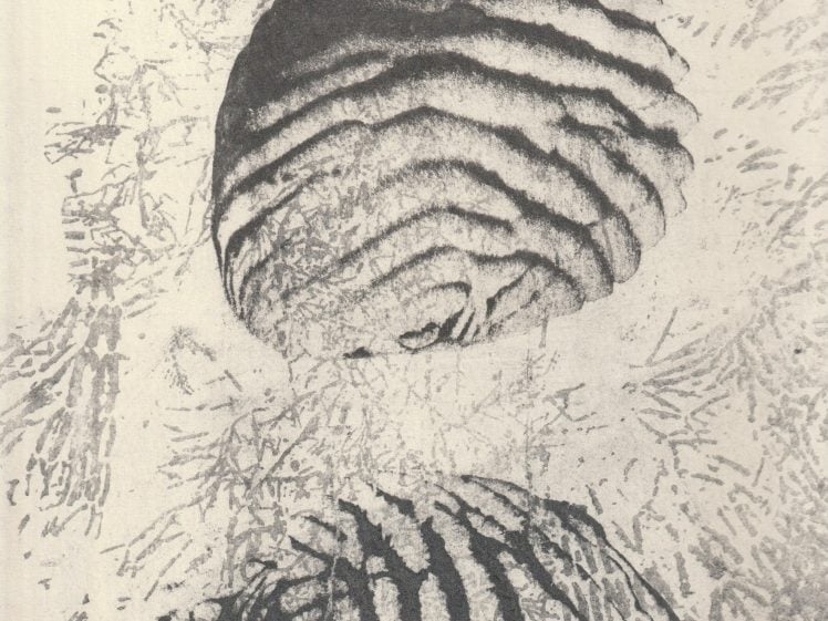 Image of Two round loaves of bread with deep, curved scoring marks on top are placed one above the other against a textured, abstract background in a black and white, high-contrast style.